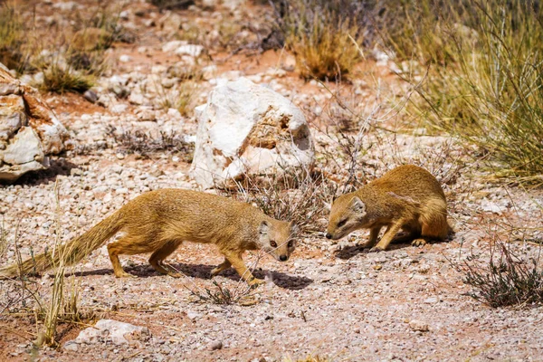 Zwei Gelbe Mungos Buschland Des Kgalagadi Transfrontier Park Südafrika Art — Stockfoto