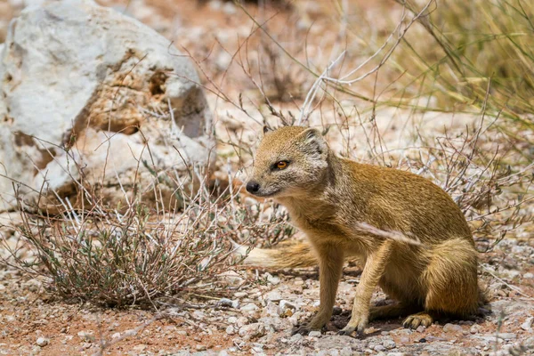 Yellow Mongoose Seated Dry Land Kgalagadi Transfrontier Park South Africa —  Fotos de Stock