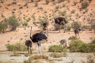 Güney Afrika 'daki Kgalagadi sınır ötesi parkında yavruları olan Afrika devekuşu Struthionidae familyasından Specie Struth io Camelus.