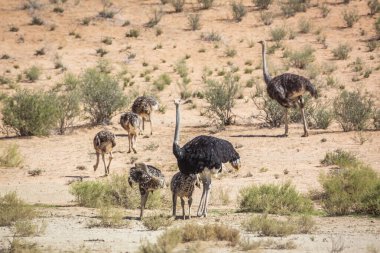 Güney Afrika 'daki Kgalagadi sınır ötesi parkında yavruları olan Afrika devekuşu Struthionidae familyasından Specie Struth io Camelus.