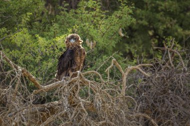 Güney Afrika 'daki Kgalagadi sınır ötesi parkında bir ağaca tünemiş Bateleur Eagle yavrusu Accipitridae ailesinden Specie Terathopius ekaudatus