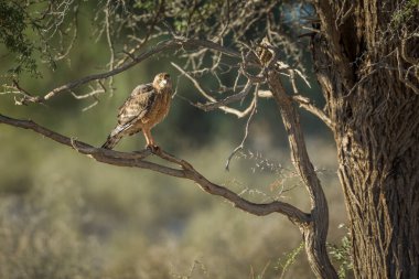 Güney Afrika 'daki Kgalagadi sınır ötesi parkında duran kahverengi yılan kartalı Accipitridae familyasından Specie Circaetus cinereus