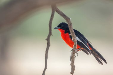 Güney Afrika 'daki Kgalagadi sınır ötesi parkında duran bir dalda duran Gonolek' i Crimson göğüsledi; Specie Laniarius atrococcineus Malaconotidae ailesi