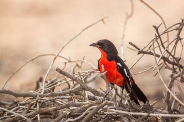 Güney Afrika 'daki Kgalagadi sınır ötesi parkındaki kuru dallarda Gonolek' in göğsü kızıla boyandı; Specie Laniarius atrococcineus ailesi Malaconotidae