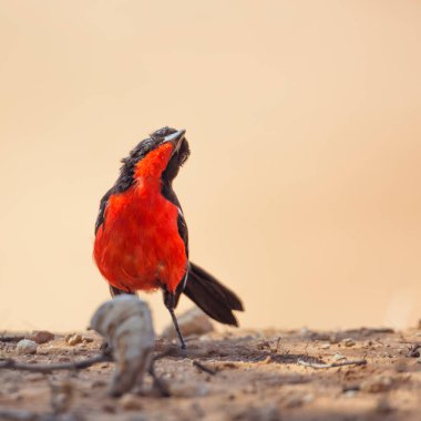 Kızıl göğüslü Gonolek Güney Afrika 'daki Kgalagadi sınır ötesi parkında, Malaconotidae familyasından Laniarius atrococcineus familyasının doğal arka planında izole edildi.