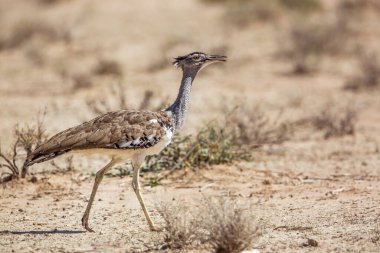 Güney Afrika 'daki Kruger Ulusal Parkı' nda, Otididae 'deki Specie Ardeotis Kori ailesinde yürüyen Kori Bustard.