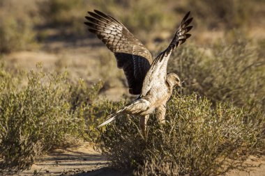 Güney Afrika 'daki Kgalagadi sınır ötesi parkında avlanan Soluk İlahi-Kara Şahin çocuk avı; Specie Melierax canorus Accipitridae ailesi