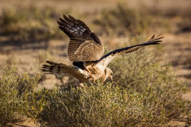 Güney Afrika 'daki Kgalagadi sınır ötesi parkında avlanan Soluk İlahi-Kara Şahin çocuk avı; Specie Melierax canorus Accipitridae ailesi