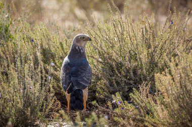 Güney Afrika 'daki Kgalagadi sınır ötesi parkında çiçek açan çalılıklarda duran Soluk İlahi-Goshawk; Accipitridae familyasından Specie Melierax canorus
