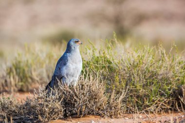 Güney Afrika 'da Kgalagadi sınır ötesi parkında avlanan Solgun Chanting-Goshawk; Accipitridae familyasından Specie Melierax canorus