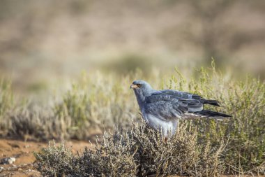 Güney Afrika 'da Kgalagadi sınır ötesi parkında avlanan Solgun Chanting-Goshawk; Accipitridae familyasından Specie Melierax canorus