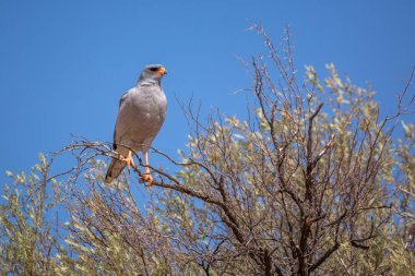 Güney Afrika 'daki Kgalagadi sınır ötesi parkında, mavi gökyüzünde izole bir dalda duran Solgun Chanting-Goshawk; Accipitridae familyasından Specie Melierax canorus
