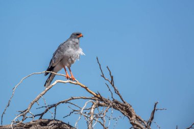 Güney Afrika 'daki Kgalagadi sınır ötesi parkında mavi gökyüzünde izole edilmiş Soluk İlahi Şahin; Specie Melierax canorus Accipitridae ailesi
