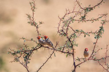 Güney Afrika 'nın Kgalagadi sınır ötesi parkında, Güney Afrika' da, Kgalagadi sınır ötesi parkında akasya çalısı üzerinde duran üç kızıl başlı Finchs erkeği; Specie Amadina erythrocephala Estrildidae ailesi