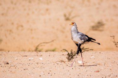 Güney Afrika 'nın Kgalagadi sınır ötesi parkında çölde yürüyen sekreter kuş; Specie Sagittarius serpentarius Sagittariidae ailesi