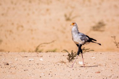 Secretary bird walking in desert in Kgalagadi transfrontier park, South Africa; specie Sagittarius serpentarius family of Sagittariidae clipart