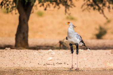 Güney Afrika 'daki Kgalagadi sınır ötesi parkında sekreter kuş; Specie Sagittarius Serpentarius Sagittariidae ailesi