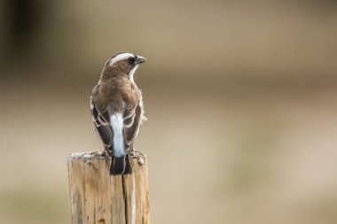 Beyaz kaşlı Serçe Weaver, Güney Afrika 'daki Kgalagadi sınır ötesi parkında izole edildi; Specie Plocepasser mahali ailesi