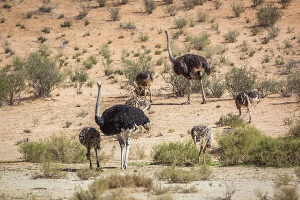 African Ostrich with chicks in desert land in Kgalagadi transfrontier park, South Africa ; Specie Struthio camelus family of Struthionidae