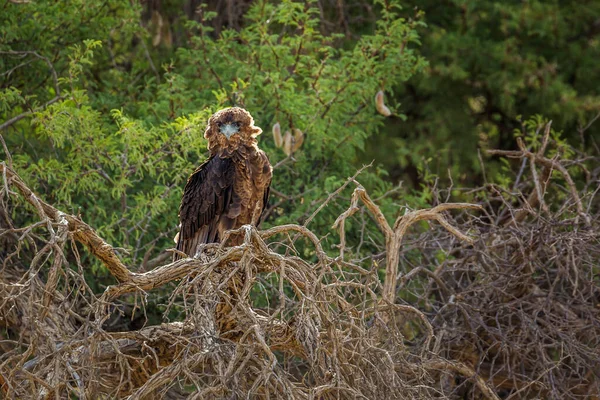 Młodzieniec Bateleur Eagle Siedzący Drzewie Podświetlonym Parku Transgranicznym Kgalagadi Republice — Zdjęcie stockowe