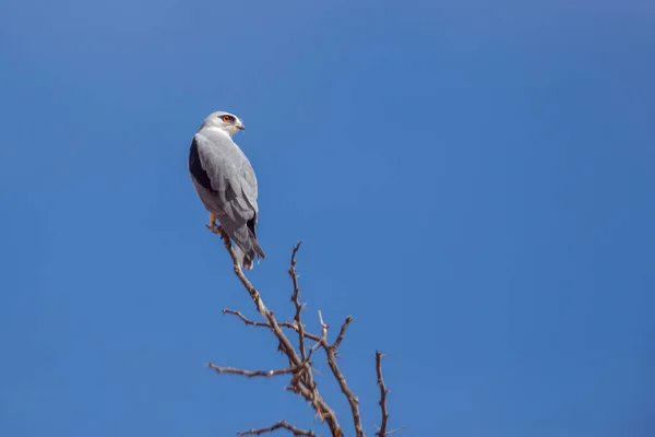 Black Shouldered Kite Perched Isolated Blue Sky Kgalagadi Transfrontier Park — Stock Photo, Image