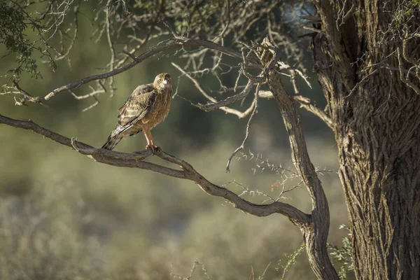 Aigle Brun Debout Sur Une Branche Dans Parc Transfrontalier Kgalagadi — Photo