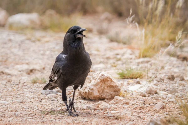 南非Kgalagadi跨界公园地面行走的乌鸦角 科科沃达伊的科沃斯 卡普拉斯科物种 — 图库照片