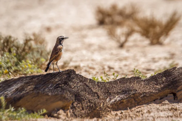 Capped Wheatear Staande Een Stam Kgalagadi Transfrontier Park Zuid Afrika — Stockfoto