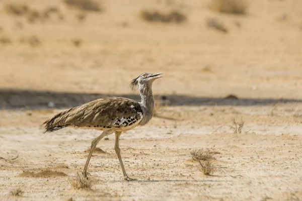 Kori Trappe Beim Wandern Der Sandwüste Kgalagadi Grenzpark Südafrika Ardeotis — Stockfoto