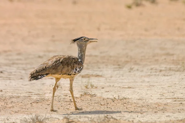 Kori Bustard Walking Sand Desert Kgalagadi Transborder Park África Sul — Fotografia de Stock