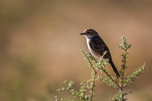 Mariqua Flycatcher Staande Een Tak Geïsoleerd Natuurlijke Achtergrond Kgalagadi Grensoverschrijdend — Stockfoto