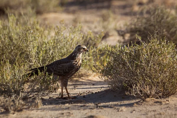 Güney Afrika Daki Kgalagadi Sınır Ötesi Parkında Avlanan Soluk Lahi — Stok fotoğraf