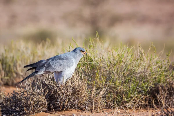 Pale Chanting Goshawk Hunting Ground Kgalagadi Transborder Park South Africa — Photo