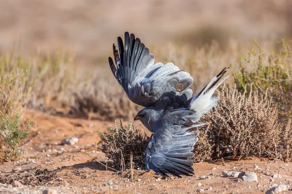 Güney Afrika Kgalagadi Sınır Ötesi Parkında Avlanan Solgun Chanting Goshawk — Stok fotoğraf