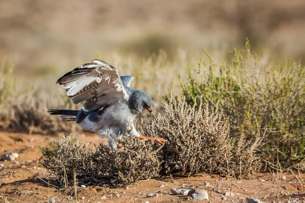 南非Kgalagadi跨界公园地面上的Pale Chanting Goshawk狩猎 Accipitridae Melierax Canorus科物种 — 图库照片