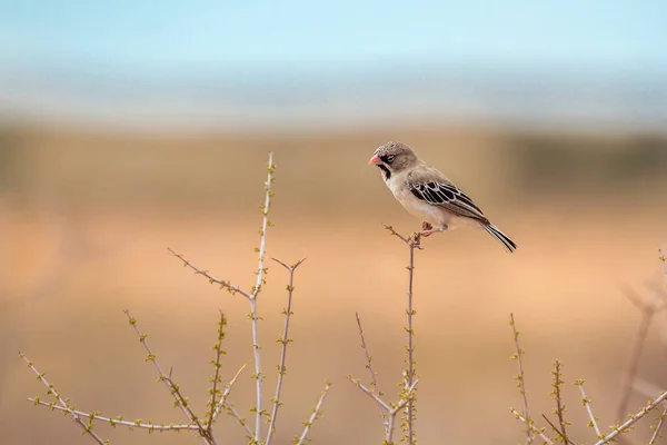 Scaly Weaver Sobre Grama Isolada Fundo Natural Parque Transfronteiriço Kgalagadi — Fotografia de Stock