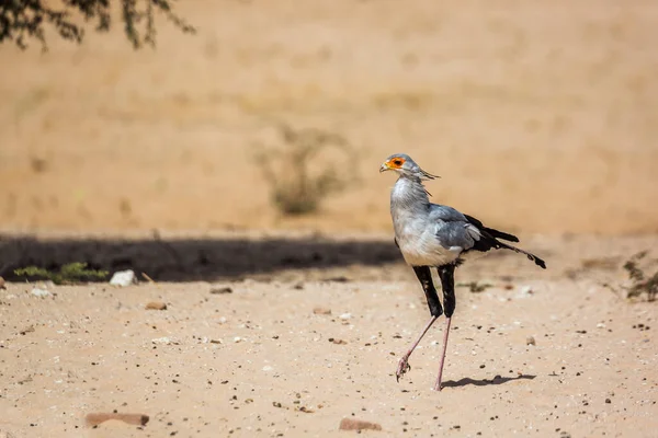 Secretário Pássaro Caminhando Deserto Kgalagadi Parque Transfronteiriço África Sul Espécie — Fotografia de Stock
