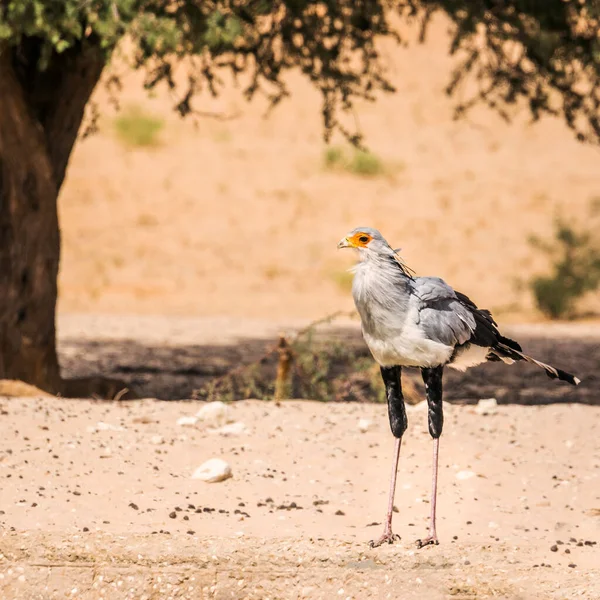 Secretário Aves Terra Seca Parque Transfronteiriço Kgalagadi África Sul Espécie — Fotografia de Stock