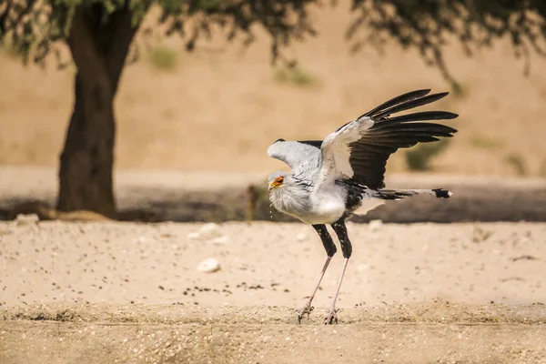 Secretário Aves Bebendo Abrindo Asas Parque Transfronteiriço Kgalagadi África Sul — Fotografia de Stock