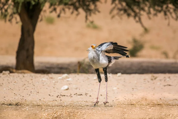 Sekretärsvogel Trinkt Und Spreizt Flügel Kgalagadi Grenzpark Südafrika Art Sagittarius — Stockfoto