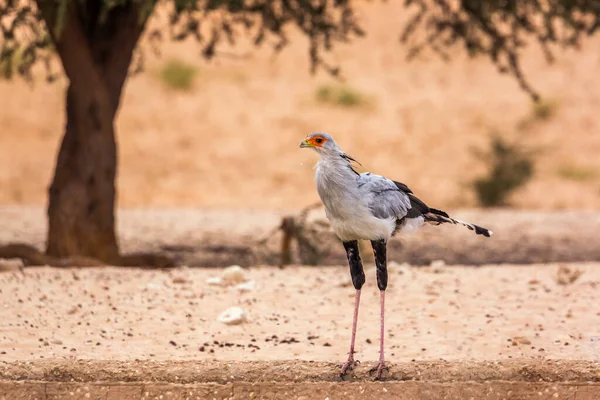 Птица Секретарь Пьющая Водопое Трансграничном Парке Kgalagadi Южная Африка Вид — стоковое фото