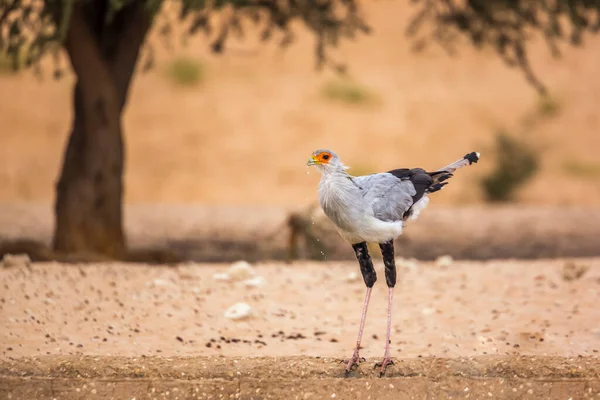 Secretário Aves Bebendo Buraco Água Parque Transfronteiriço Kgalagadi África Sul — Fotografia de Stock