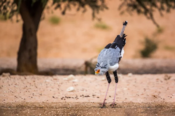 Secretário Aves Bebendo Buraco Água Parque Transfronteiriço Kgalagadi África Sul — Fotografia de Stock