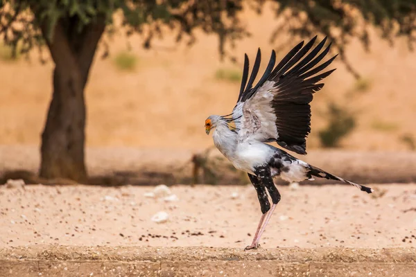 Secretário Aves Bebendo Abrindo Asas Parque Transfronteiriço Kgalagadi África Sul — Fotografia de Stock