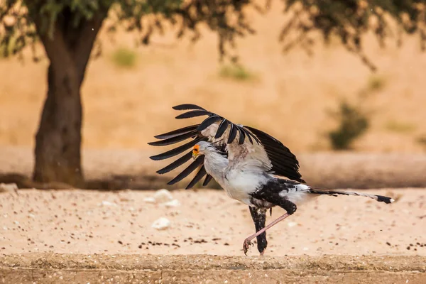 Secretário Aves Bebendo Abrindo Asas Parque Transfronteiriço Kgalagadi África Sul — Fotografia de Stock