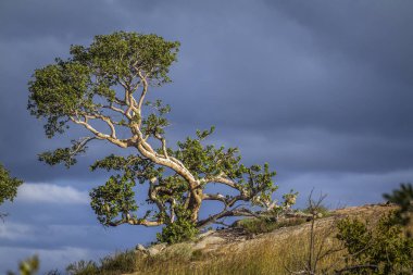 Kruger Ulusal Parkı, Güney Afrika 'da fırtınalı havada ağaç manzarası
