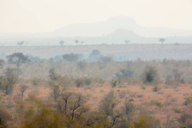 Güney Afrika Kruger Ulusal Parkı 'ndaki puslu manzara