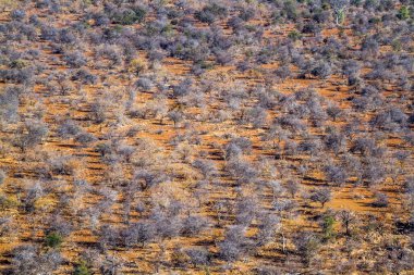 Kruger Ulusal Parkı, Güney Afrika 'da sonbahar renklerinde çalılık manzarası