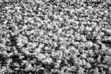 Kruger Ulusal Parkı, Güney Afrika 'da sonbahar renklerinde çalılık manzarası