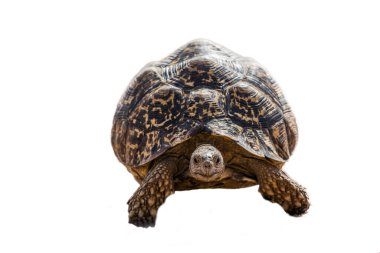 Beyaz arka planda yalnız yürüyen leopar kaplumbağası, Testudinidae familyasından Specie Stigmochelys pardalis.